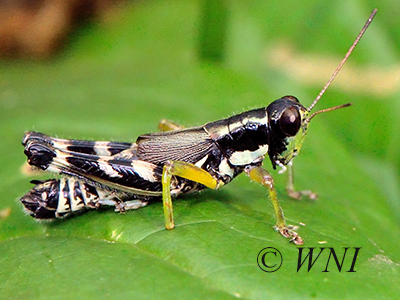 Hebard's Green-legged Grasshopper (Melanoplus eurycercus)